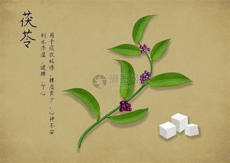 方望舒 莫茯苓|人设回击莫茯苓（莫茯苓方望舒）全文免费阅读无弹窗大结局